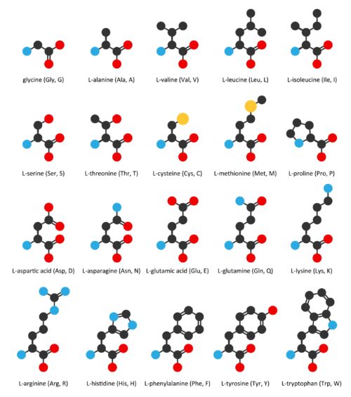 Protein 23 Amino Acids | Fighting Arts Health Lab