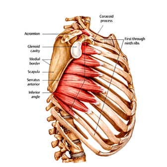 Serratus Anterior Muscle | Fighting Arts Health Lab