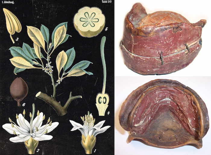 Dental Injuries First Known Mouthguard